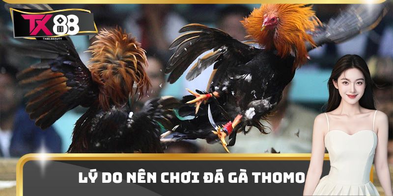 Lý do nên chơi đá gà thomo