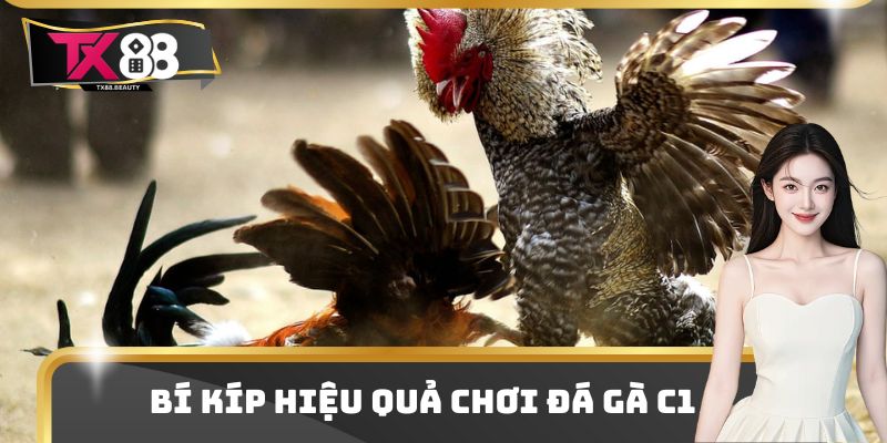 Bí kíp hiệu quả chơi đá gà C1