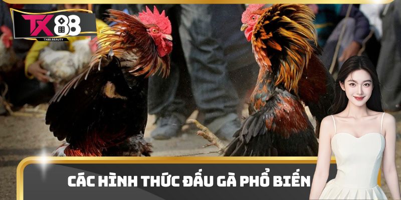 Các hình thức đấu gà phổ biến