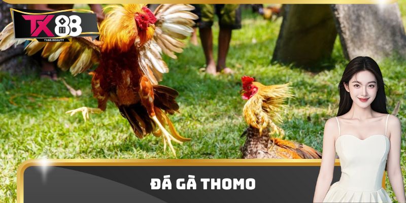 Đá Gà Thomo - Đấu Trường Chọi Gà Hot Nhất Thị Trường 2025