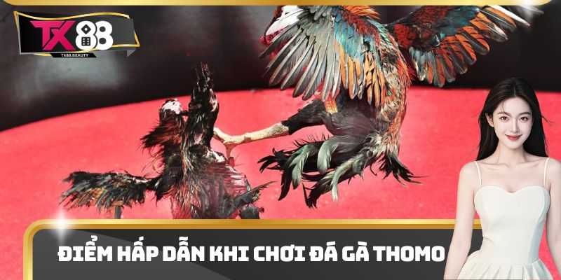 Điểm hấp dẫn khi chơi đá gà thomo