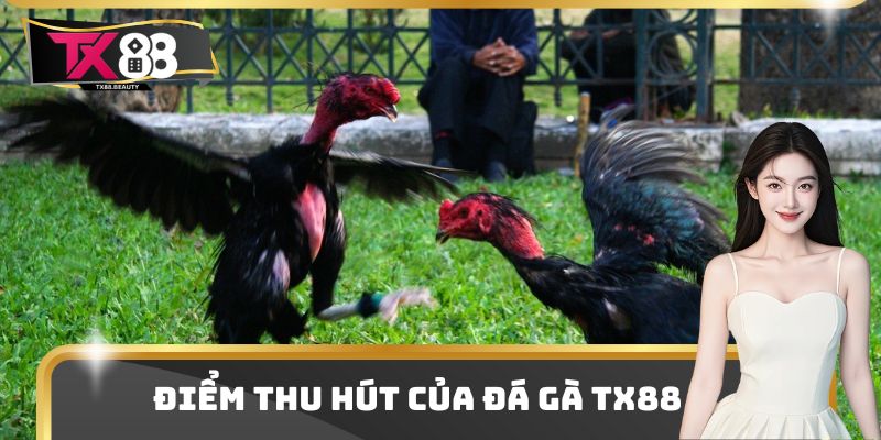 Điểm thu hút của đá gà Tx88