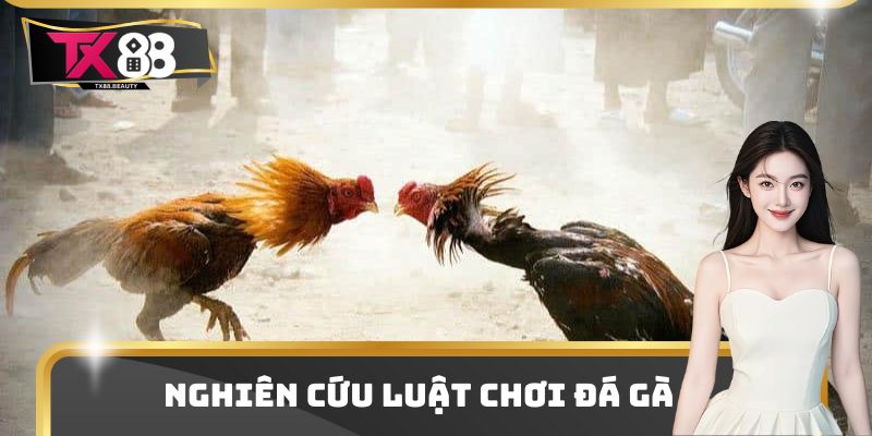 Nghiên cứu luật chơi đá gà