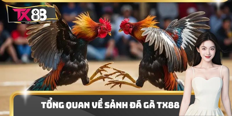 Tổng quan về sảnh đá gà Tx88