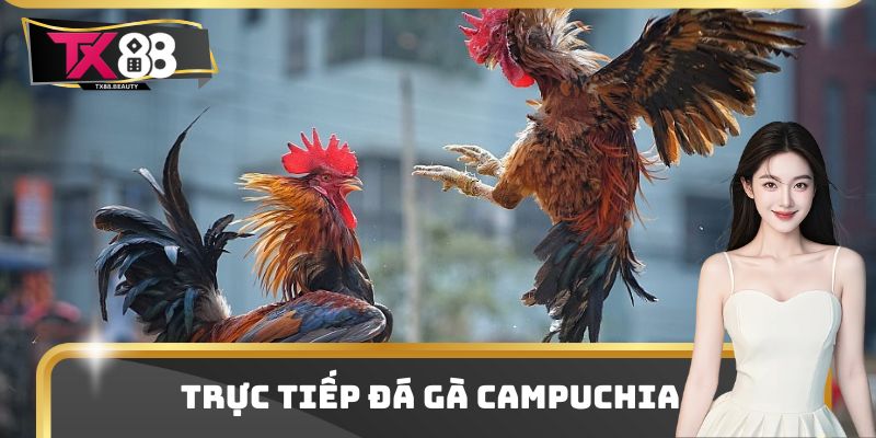 Trực Tiếp Đá Gà Campuchia - Điểm Xem Kịch Tính Và Thu Hút